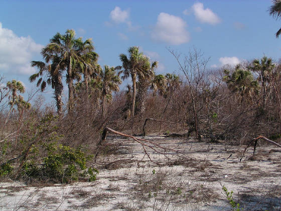 After hurricanes Katrina and Wilma storm surges