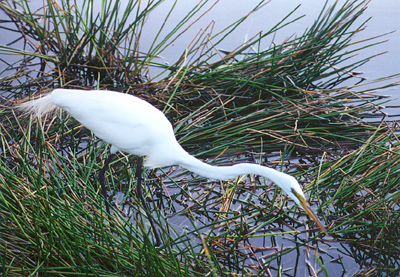 Great Egret.jpg