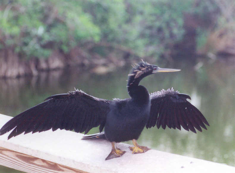 male_anhinga2.jpg