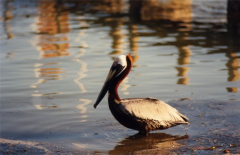 pelican_in_breeding_plumage.jpg