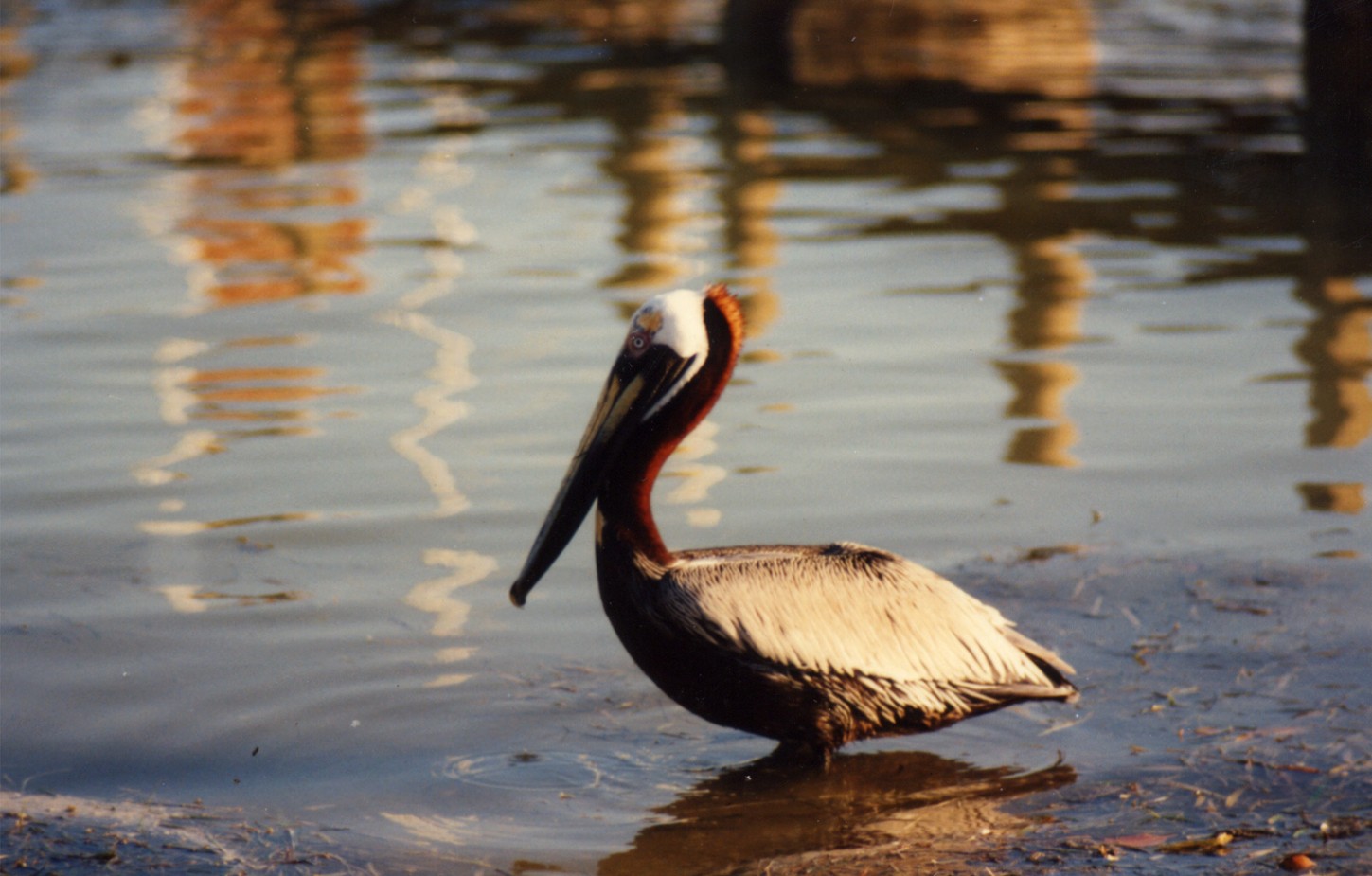 pelican_in_breeding_plumage_2.jpg