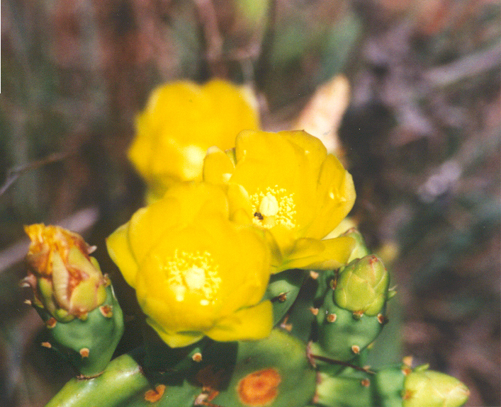 prickly_pear_flower.jpg