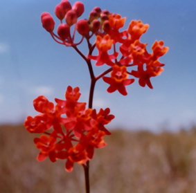 scarlet_milkweed.jpg